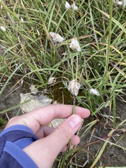 Eriophorum angustifolium