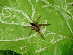 Dolomedes