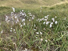 Eriophorum angustifolium