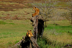 Panthera leo melanochaita