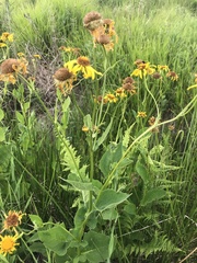 Doronicum austriacum