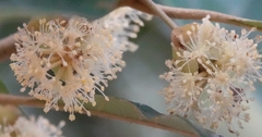 Myrtoideae