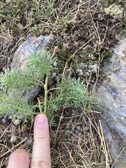 Euphorbia cyparissias