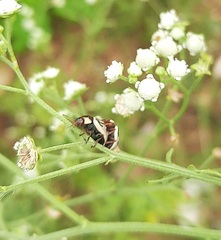 Zygogramma bicolorata