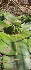Eucomis autumnalis clavata