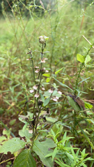 Scutellaria integrifolia