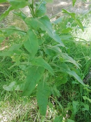 Cynoglossum officinale