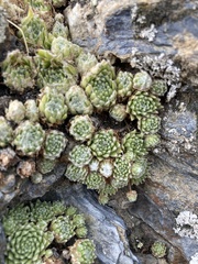 Sempervivum arachnoideum