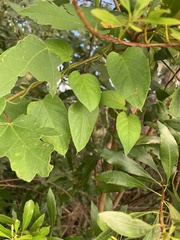 Paederia foetida