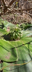 Eucomis autumnalis clavata