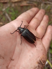 Prionus coriarius