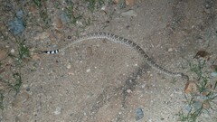 Crotalus atrox