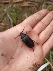 Prionus coriarius