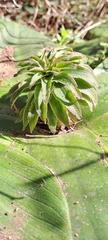 Eucomis autumnalis clavata