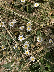 Tanacetum parthenium