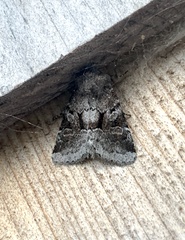 Oligia minuscula