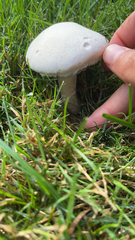 Agaricaceae
