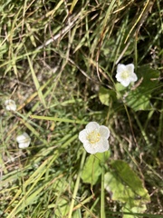 Parnassia palustris