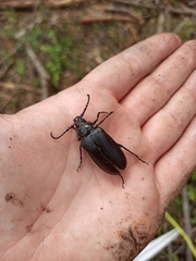 Prionus coriarius
