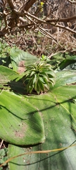 Eucomis autumnalis clavata