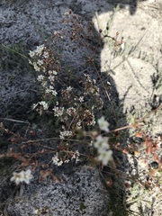 Pharnaceum elongatum