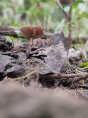 Micropsalliota lateritia