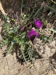 Cirsium acaule