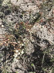 Pharnaceum elongatum