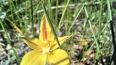 Caladenia flava