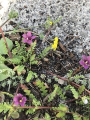 Diascia parviflora