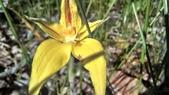 Caladenia flava