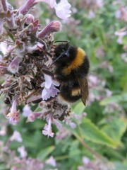 Bombus terrestris