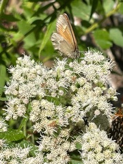 Coenonympha california