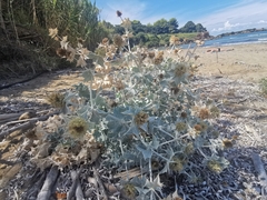 Eryngium maritimum