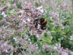 Bombus terrestris