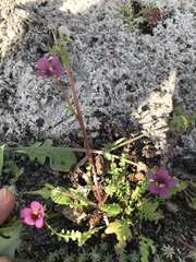 Diascia parviflora
