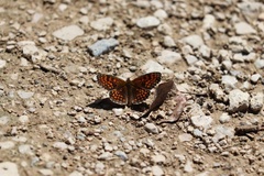 Melitaea