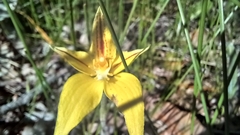Caladenia flava