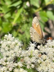 Coenonympha california