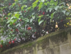 Gasteracantha cancriformis