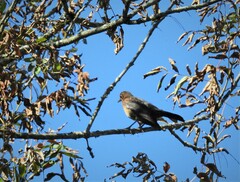 Turdus merula merula