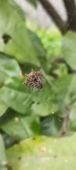 Gasteracantha cancriformis