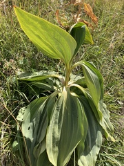 Gentiana lutea