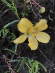 Roepera spinosa
