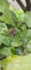 Gasteracantha cancriformis