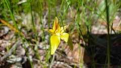 Caladenia flava