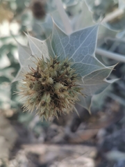 Eryngium maritimum