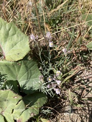 Linaria repens
