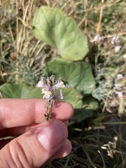 Linaria repens