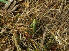 Decticus verrucivorus